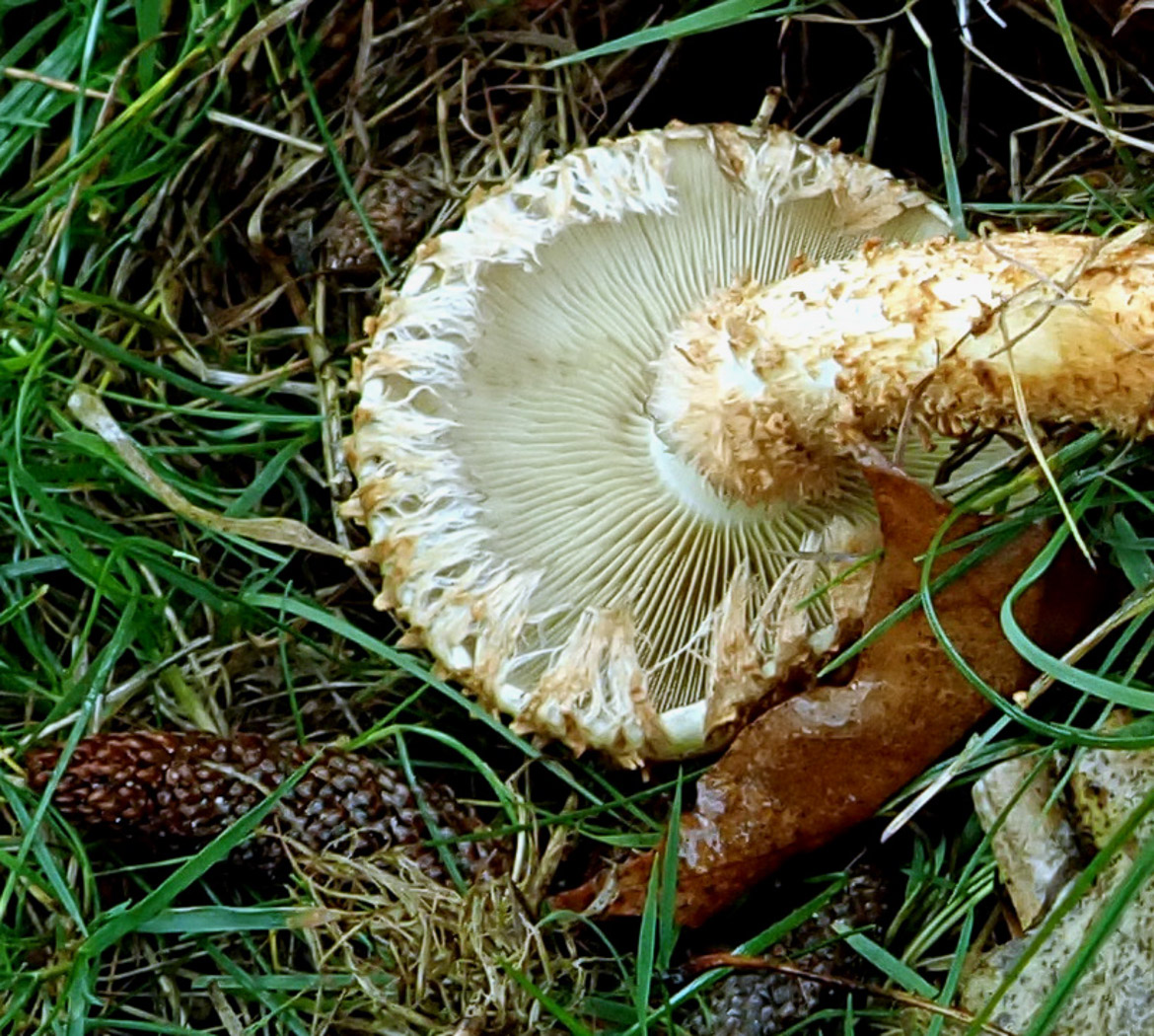 Photo © Penny Cullington Pholiota squarrosa by Penny Cullington
